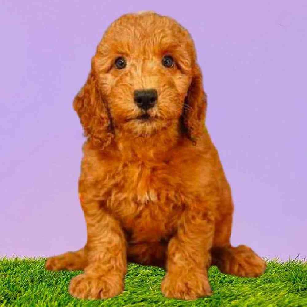 Female 2nd Gen Mini Goldendoodle Puppy for Sale in Puyallup, WA