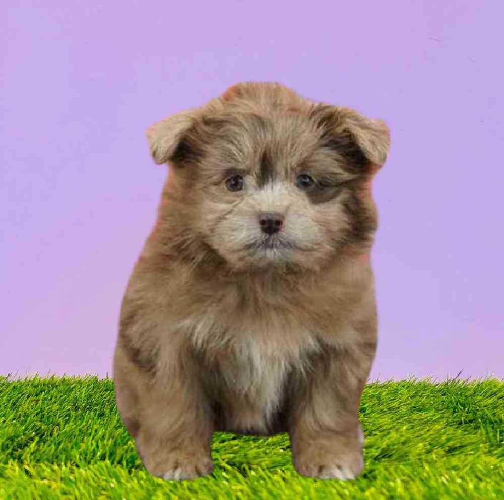 Pomeranian/Havanese