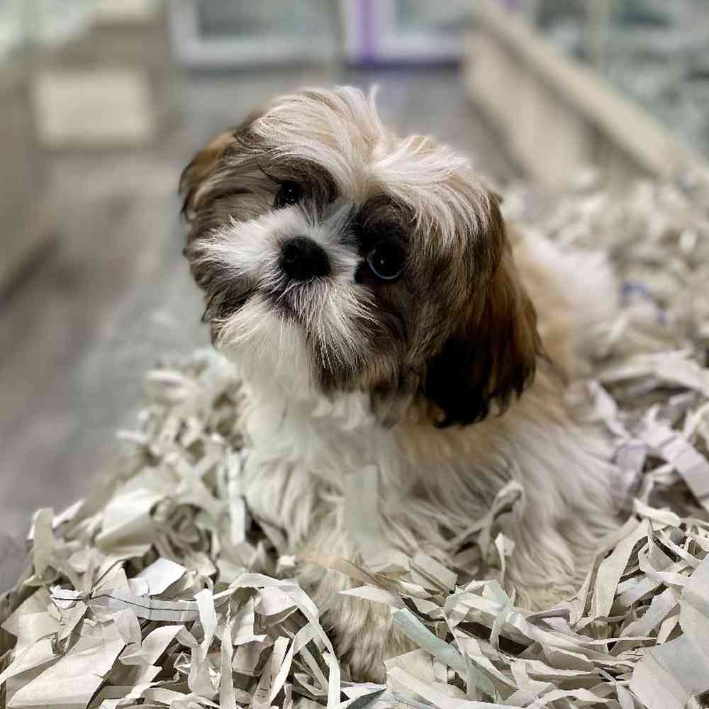 carousel pet images