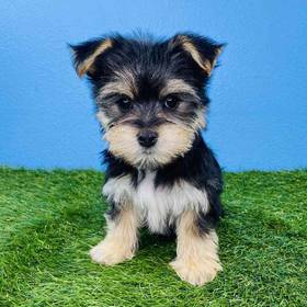 Morkie