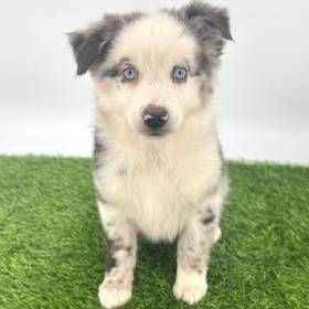 Mini Australian Shepherd