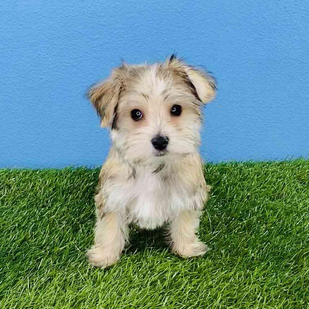 Morkie Puppies for Sale Meridian