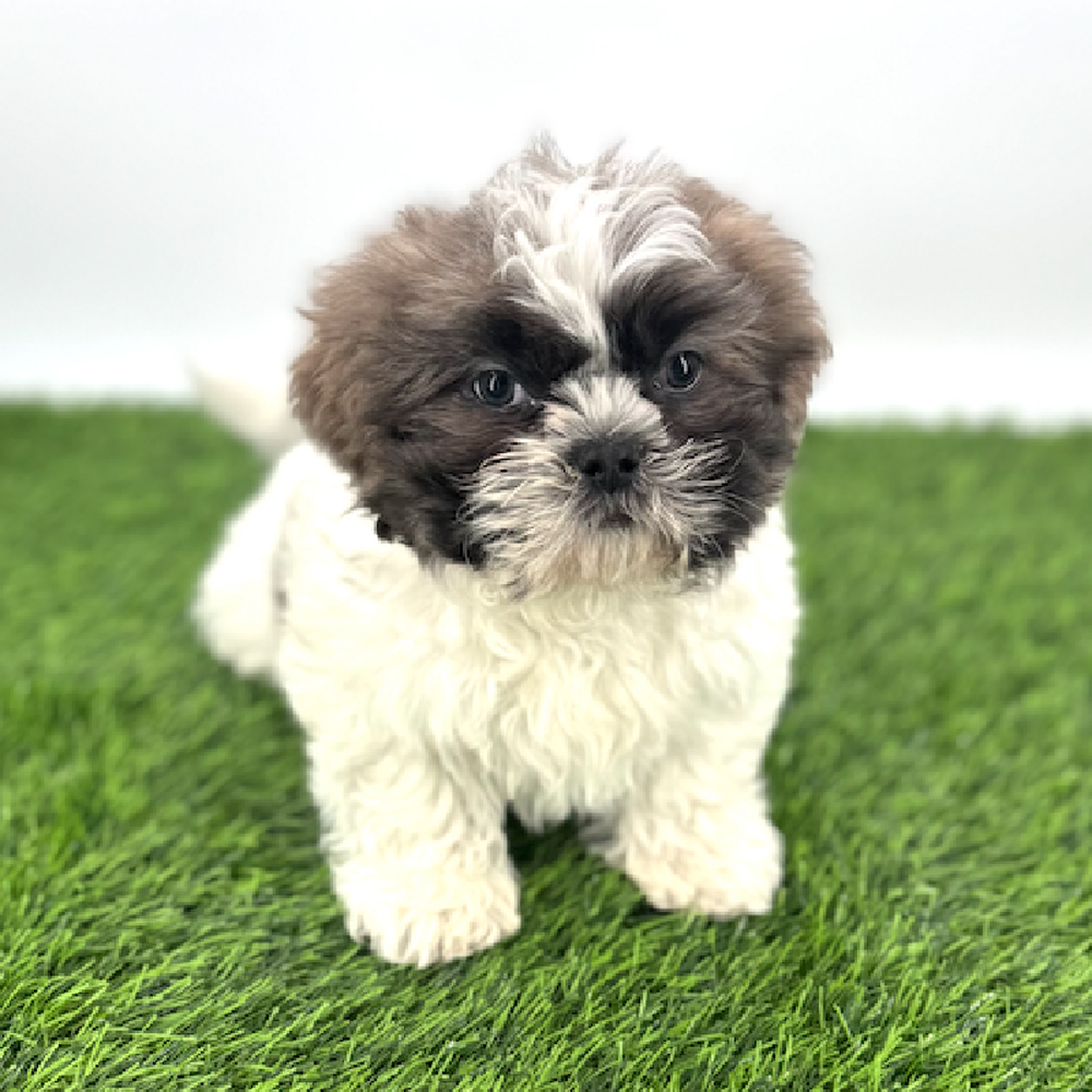 pet breed image
