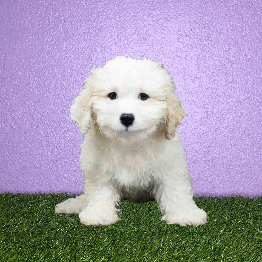 carousel pet images