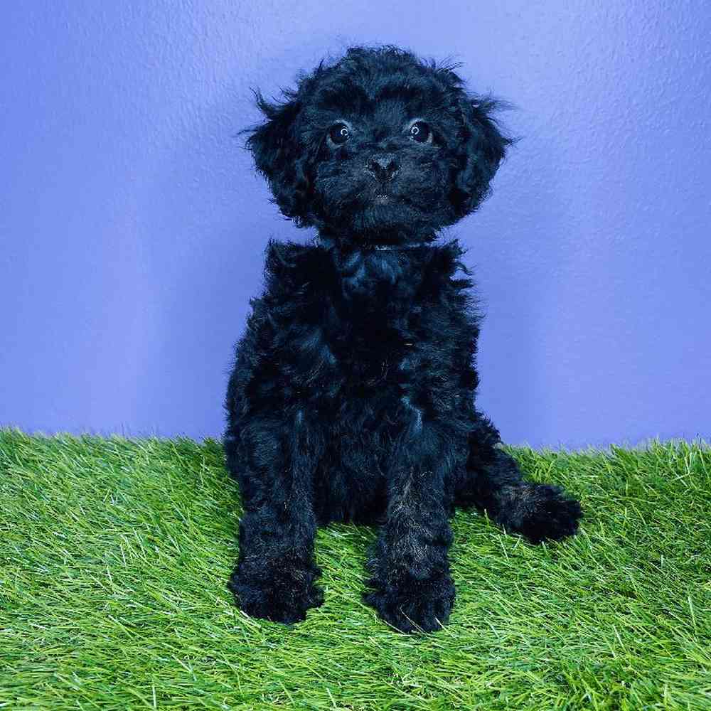 Female Poodle Puppy for sale