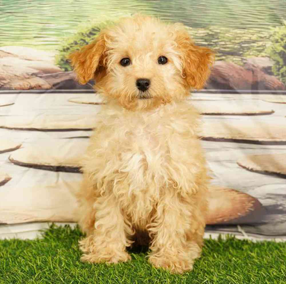 pet breed image