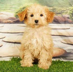 Mini Poodle