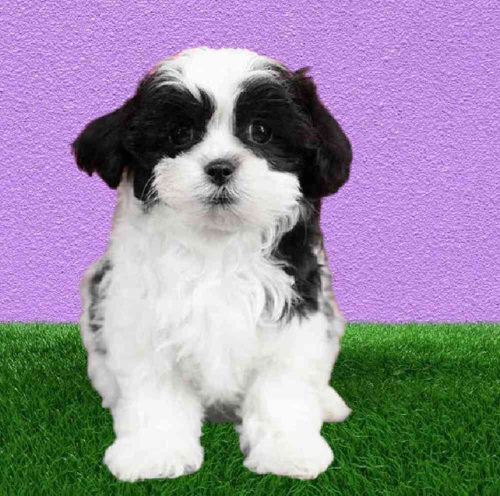carousel pet images