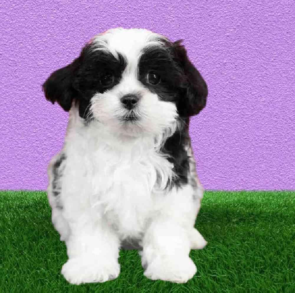 Female Shizapoo Puppy for Sale in Puyallup, WA