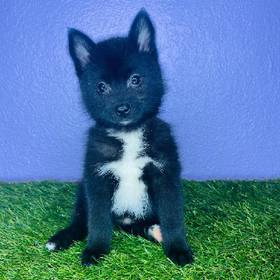 Pomsky