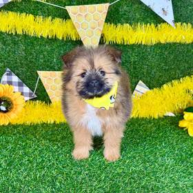 Pomeranian-Shih Tzu