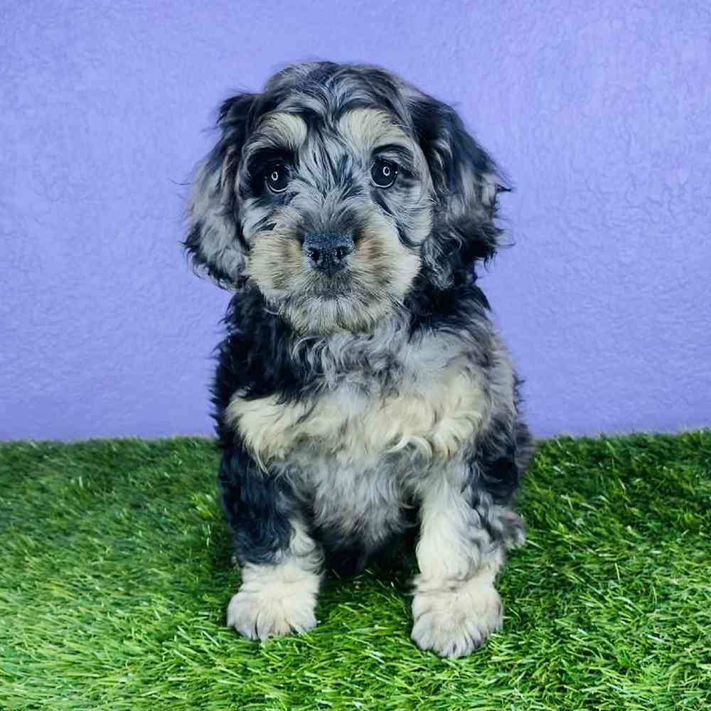 Male Cockapoo Puppy for sale