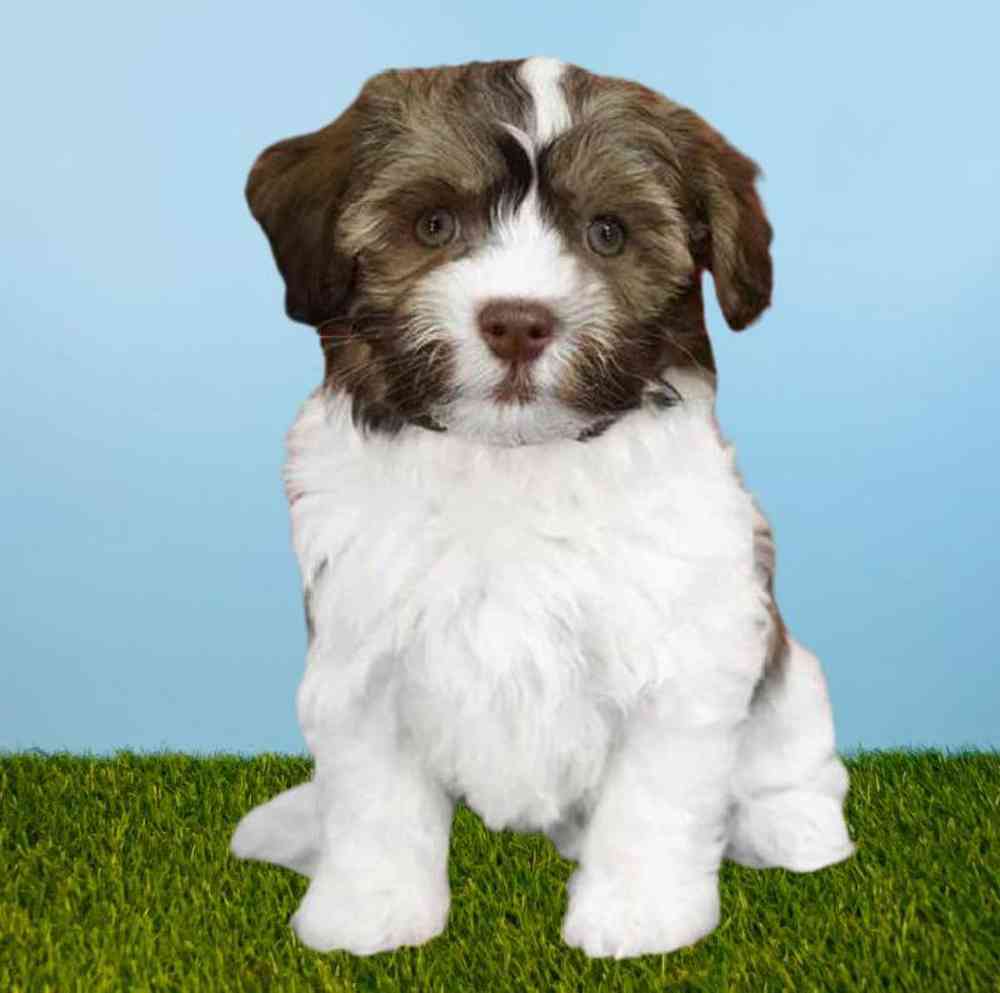 Female Havanese Puppy for Sale in Meridian, ID