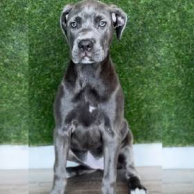 Cane Corso