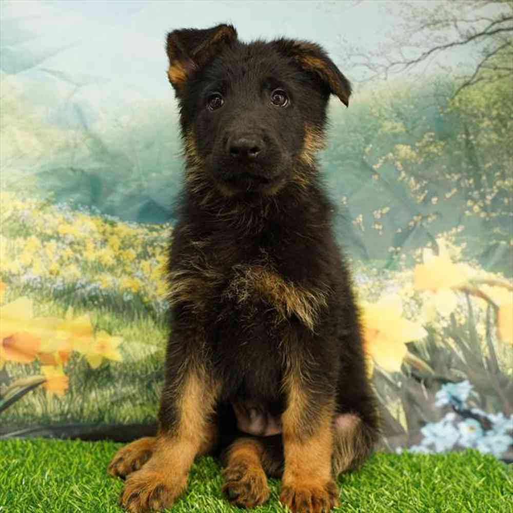 pet breed image