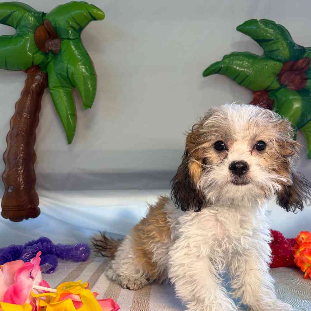 carousel pet images