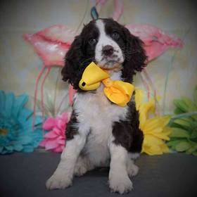 English Springer Spaniel