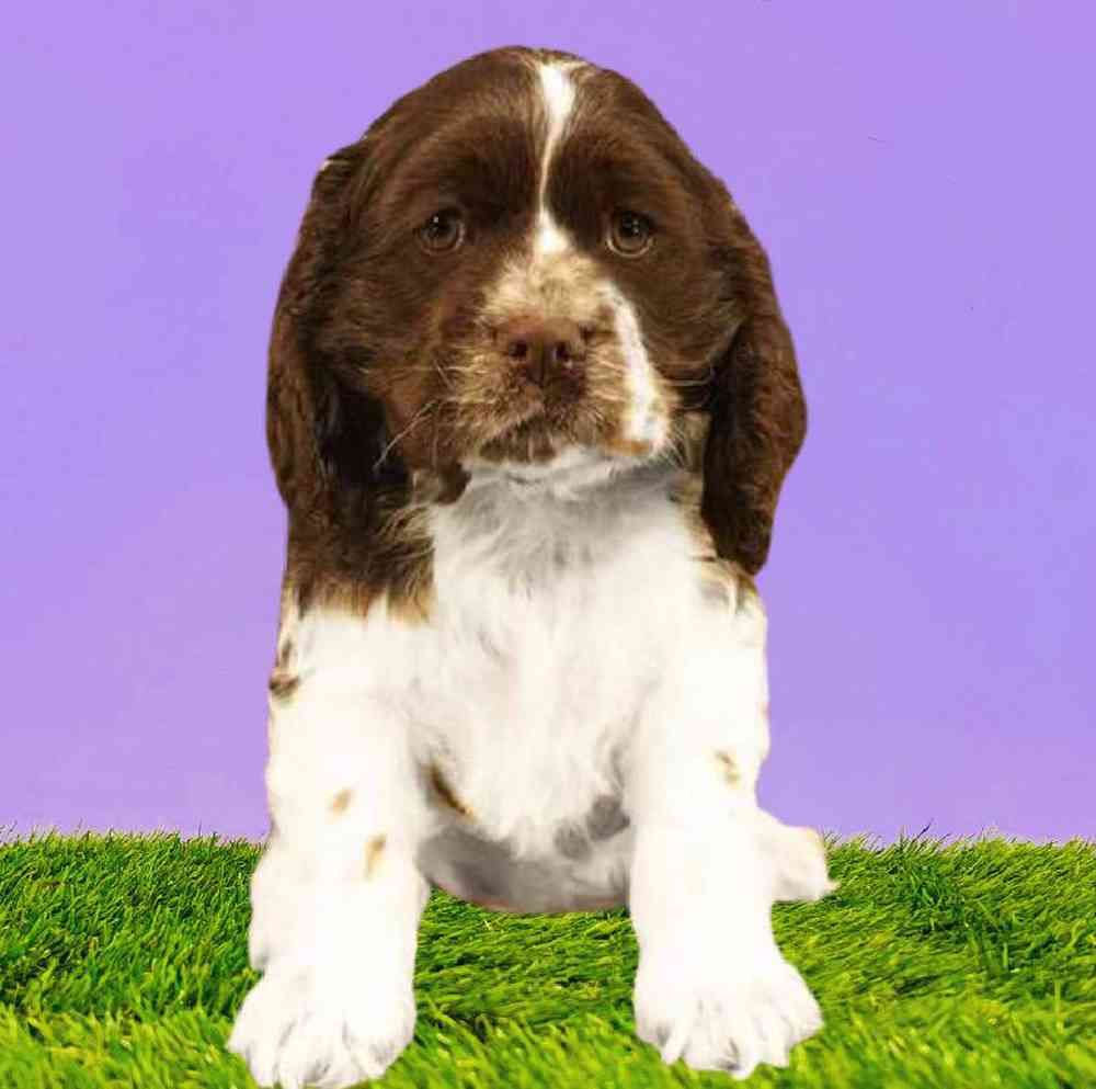 Female Cocker Spaniel Puppy for Sale in Puyallup, WA