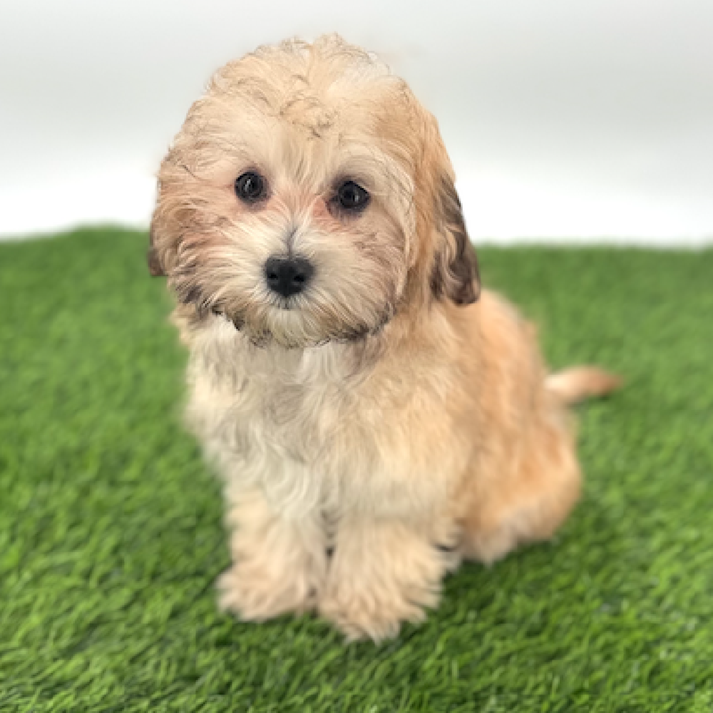 pet breed image