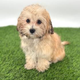 Maltipoo