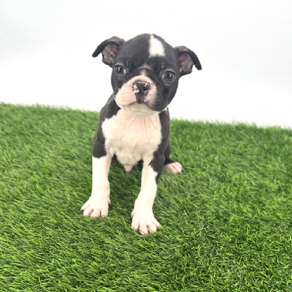 carousel pet images