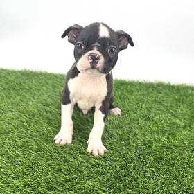 Boston Terrier
