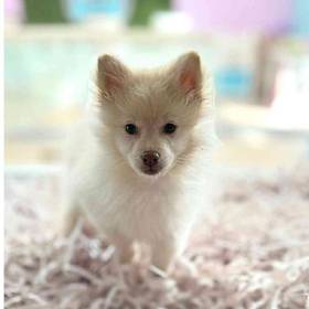 Pomeranian