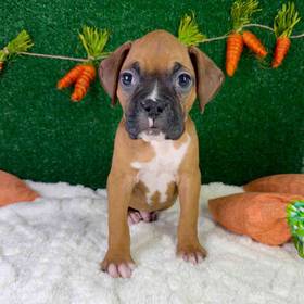 Boxer