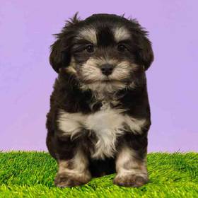 Havanese