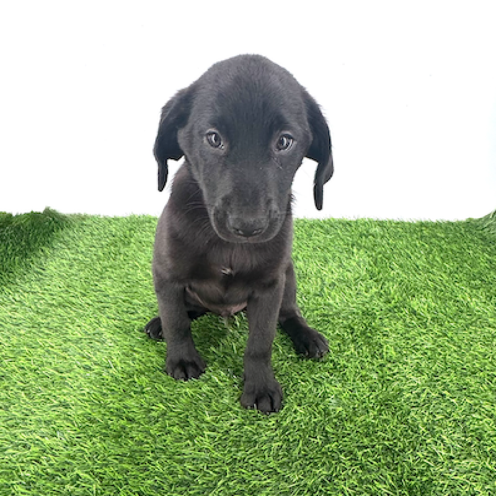 pet breed image