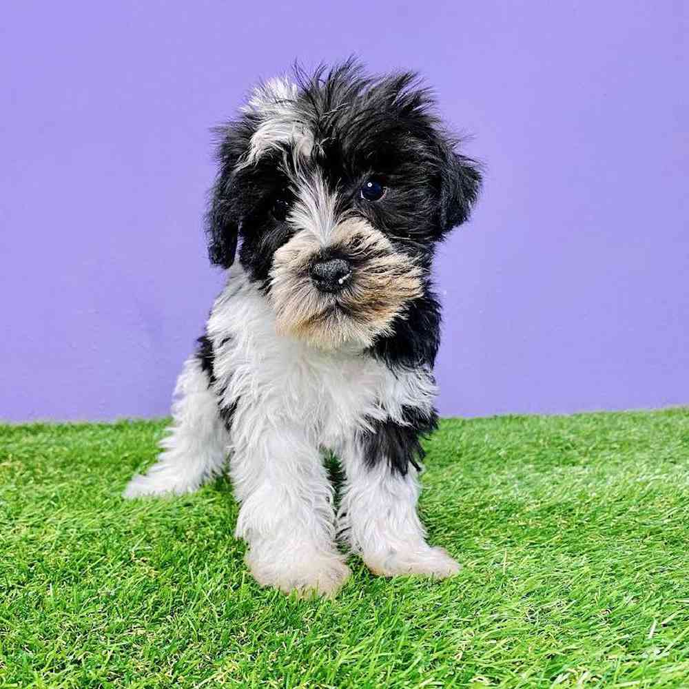 carousel pet images