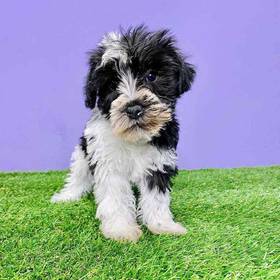 Schnoodle