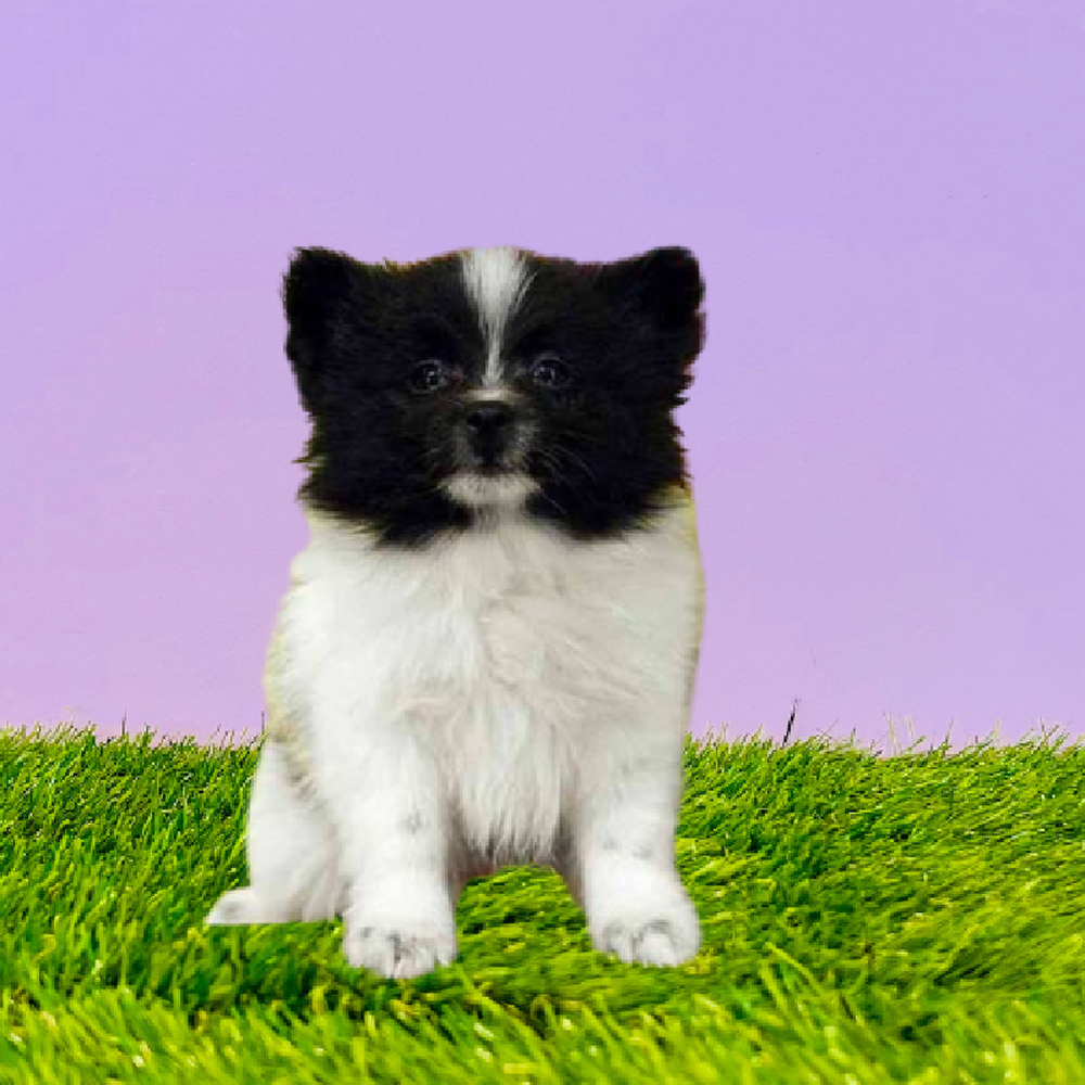 carousel pet images