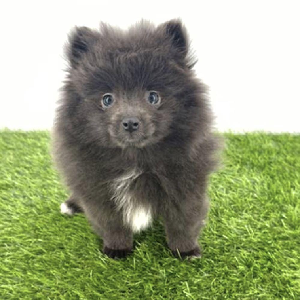 pet breed image