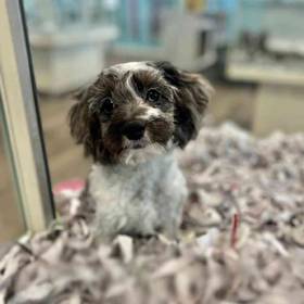 Cockapoo