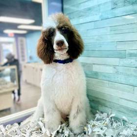 Standard Poodle
