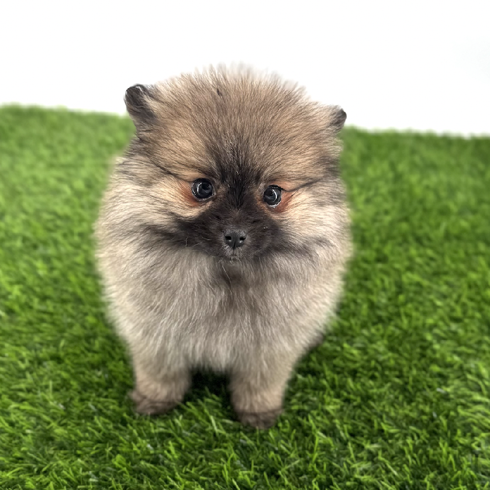 pet breed image
