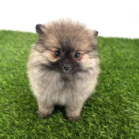 Pomeranian