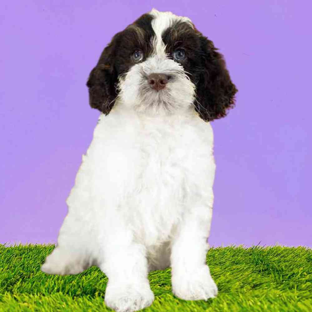 Male 2nd Gen Cockapoo Puppy for Sale in Puyallup, WA