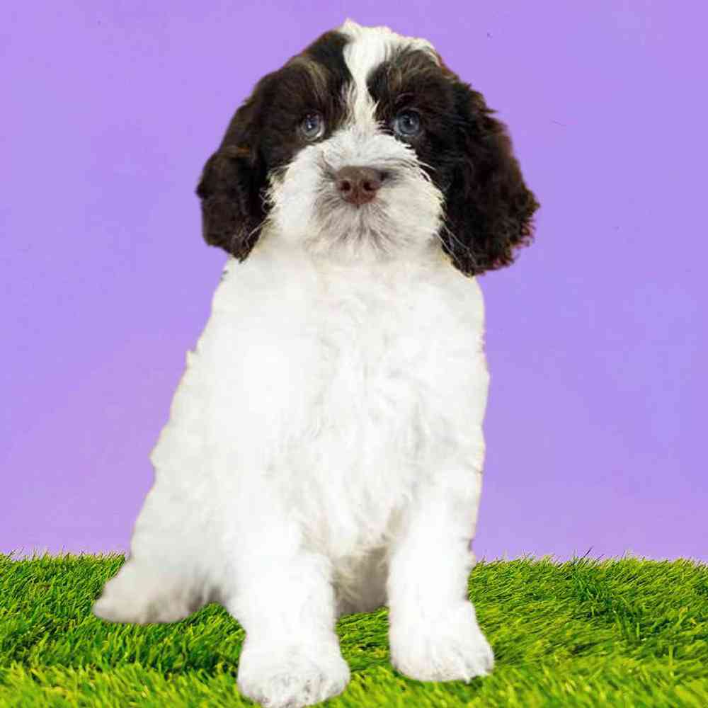 carousel pet images