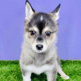 Alaskan Klee Kai