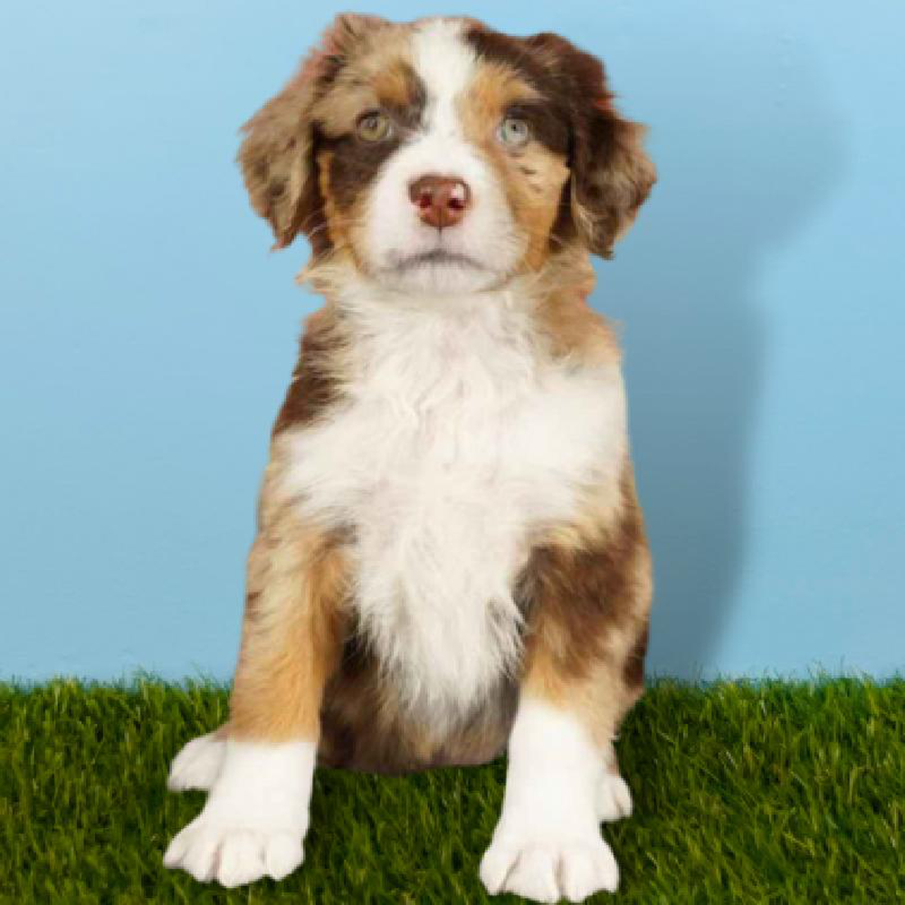 Female Mini Aussie Puppy for sale