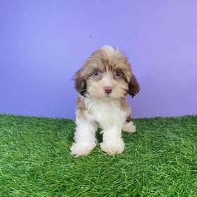 Havanese