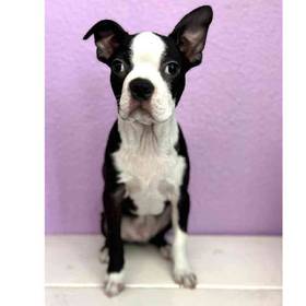 Boston Terrier