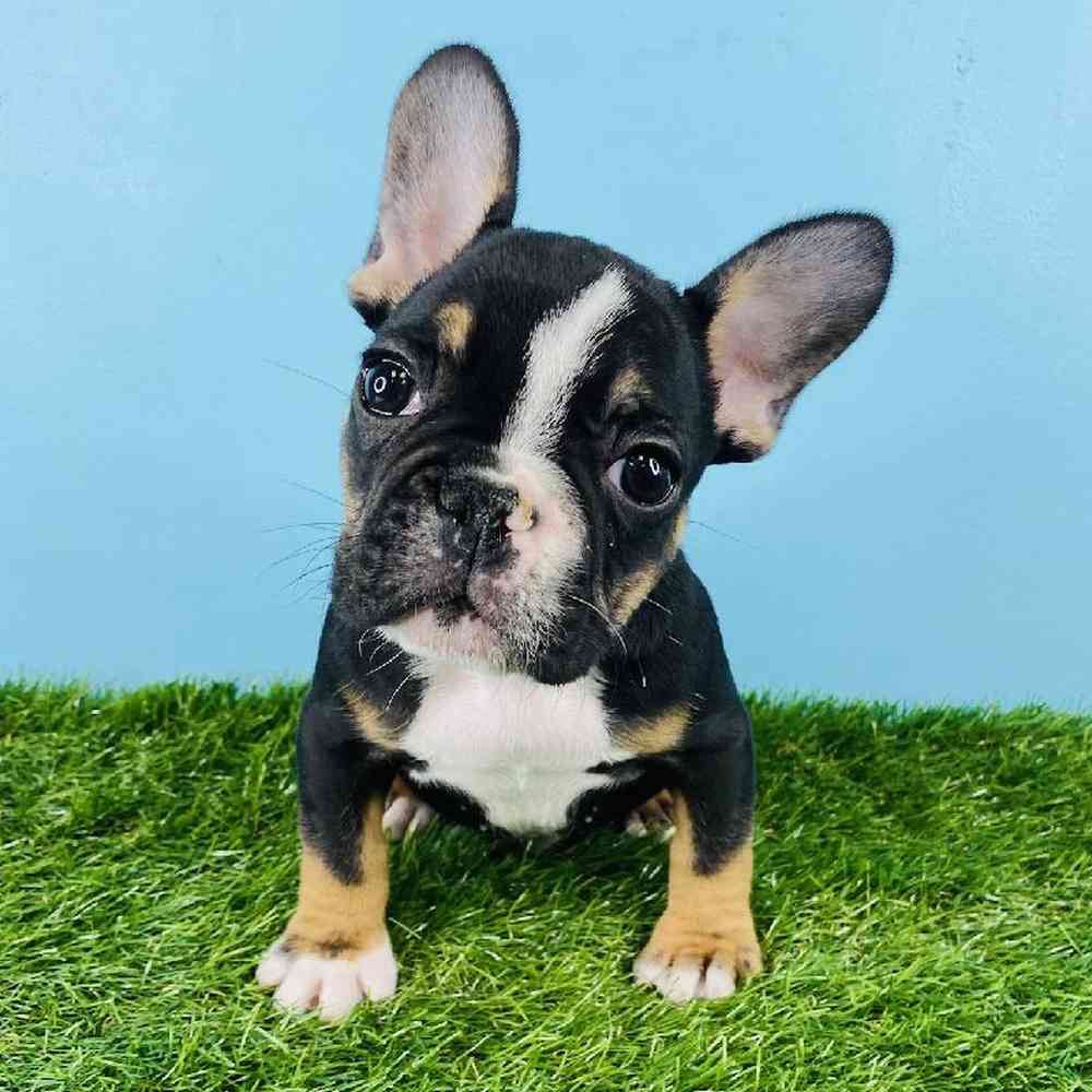 Male French Bulldog Puppy for sale