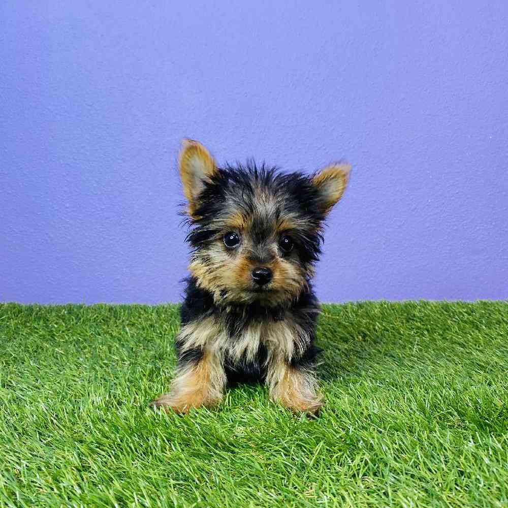 Male Yorkie Puppy for sale