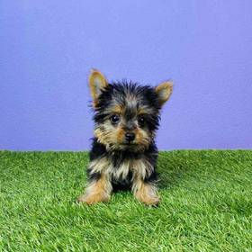 Yorkie