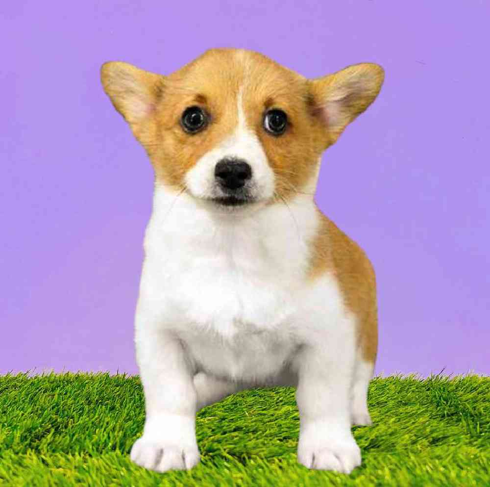 carousel pet images