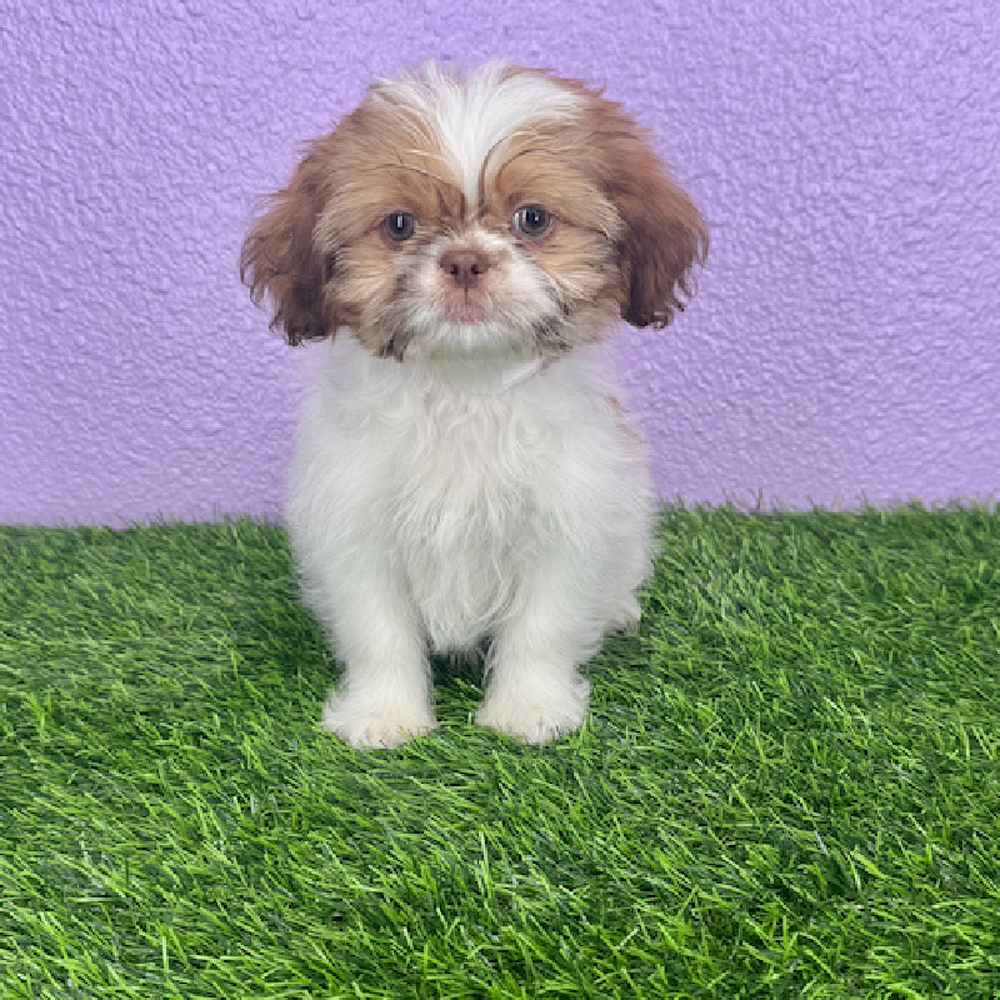pet breed image