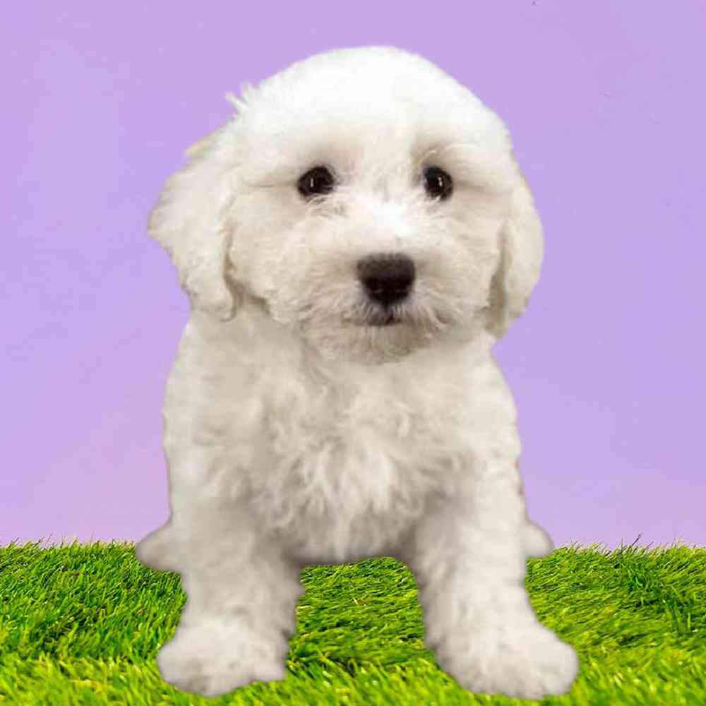 Male Bichon Puppy for Sale in Puyallup, WA